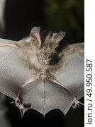 Bat in hand of researcher, Of research studies in the field. Стоковое фото, агентство Ingram Publishing / Фотобанк Лори
