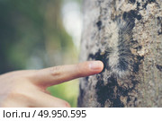 hairy caterpillar on her finger. Caterpillar crawling on human hand. Caterpillar crawling on human hand. Стоковое фото, агентство Ingram Publishing / Фотобанк Лори