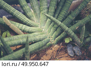 Collection of various cactus and succulent plants in different p. Collection of various cactus and succulent plants in different pots. Potted cactus house plants. Collection of various cactus and succulent plants in different pots. Potted cactus house plants. Стоковое фото, агентство Ingram Publishing / Фотобанк Лори