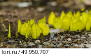 Many butterflies perch on the ground. Macro perspective. Стоковое фото, агентство Ingram Publishing / Фотобанк Лори