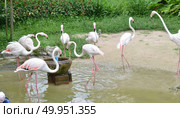 Flamingo. Стоковое фото, агентство Ingram Publishing / Фотобанк Лори