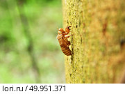 insect slough off on the tree, National Park in Thailand. Стоковое фото, агентство Ingram Publishing / Фотобанк Лори