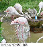 Flamingo. Стоковое фото, агентство Ingram Publishing / Фотобанк Лори