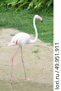 Flamingo. Стоковое фото, агентство Ingram Publishing / Фотобанк Лори