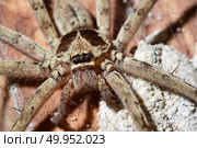 Detail of a tarantula spider. Стоковое фото, агентство Ingram Publishing / Фотобанк Лори