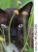 Thai Cat hiding behind flower. Стоковое фото, агентство Ingram Publishing / Фотобанк Лори