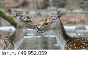 A pair of deer are standing side by side in a grassy meadow, looking alert and cautious. Стоковое AI-изображение, AI-художник Данила Большаков / Фотобанк Лори