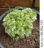 Small shrubs for landscaping. Стоковое фото, агентство Ingram Publishing / Фотобанк Лори