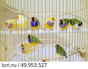 group of Zebra finches sitting on a perch in a cage. Стоковое фото, агентство Ingram Publishing / Фотобанк Лори