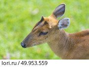 Muntiacus muntjak or fea’s barking deer or so called fea’s muntjac with flowers in background, Khao Yai National Park. Стоковое фото, агентство Ingram Publishing / Фотобанк Лори