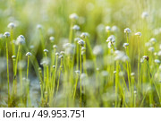 Sundew (Drosera) lives on swamps insects sticky leaves. Leaf of Sundew. Стоковое фото, агентство Ingram Publishing / Фотобанк Лори