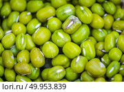 stilllife picture of nuts beans on wooden floor. Стоковое фото, агентство Ingram Publishing / Фотобанк Лори