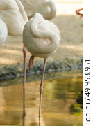 Flamingo. Стоковое фото, агентство Ingram Publishing / Фотобанк Лори