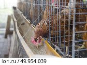 Eggs chicken farm. Стоковое фото, агентство Ingram Publishing / Фотобанк Лори