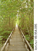 Wood path way among the Mangrove forest, Thailand. Wood boards along the streams. Стоковое фото, агентство Ingram Publishing / Фотобанк Лори