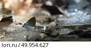 butterfly on nature ground. Стоковое фото, агентство Ingram Publishing / Фотобанк Лори