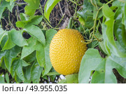 Spring Bitter Cucumber ( Momordica cochinchinensis Spreng.) Стоковое фото, агентство Ingram Publishing / Фотобанк Лори