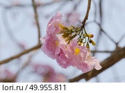 The pink carpet of Tabebuia flower. Стоковое фото, агентство Ingram Publishing / Фотобанк Лори