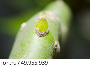 Enlarge Cactus germination, Macro shot close up. Стоковое фото, агентство Ingram Publishing / Фотобанк Лори