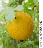 Strange fruit in Thailand. Стоковое фото, агентство Ingram Publishing / Фотобанк Лори