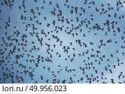 many bats flying on sky. Стоковое фото, агентство Ingram Publishing / Фотобанк Лори