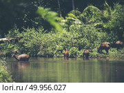 Sambar deers in Khao Yai national park, UNESCO site, Thailand. Стоковое фото, агентство Ingram Publishing / Фотобанк Лори