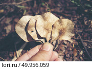 plants seed in tropical forest. Стоковое фото, агентство Ingram Publishing / Фотобанк Лори