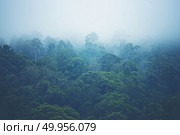Forested mountain slope in low lying cloud with the evergreen conifers shrouded in mist in a scenic landscape view. Стоковое фото, агентство Ingram Publishing / Фотобанк Лори