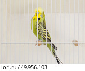 Colorful bird locked in cage wanting to get out. Стоковое фото, агентство Ingram Publishing / Фотобанк Лори