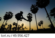 palm trees on the background of a beautiful sunrise. Стоковое фото, агентство Ingram Publishing / Фотобанк Лори