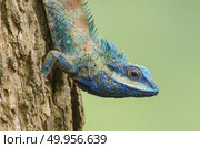 Blue Lizard with big eyes in closed up details, like small reptile with nice details on its painted body. Стоковое фото, агентство Ingram Publishing / Фотобанк Лори