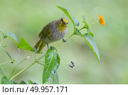 Streak-eared Bulbul (Pycnonotus blanfordi), Bird in nature. Стоковое фото, агентство Ingram Publishing / Фотобанк Лори
