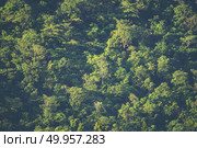 view of tropical forest, Khao Yai National Park, Thailand. Стоковое фото, агентство Ingram Publishing / Фотобанк Лори