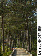 Beautiful landscape of nature at Dalat countryside, a famous place for Vietnam travel, street through wonderful pine forest, sunlight through pine tree make amazing scene on day, impression jungle. Стоковое фото, агентство Ingram Publishing / Фотобанк Лори