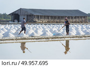 PETCHABURI- January 28 : Workers are helping to transport salt from salt. Ban Laem, Phetchaburi, Thailand on January 28, 2016. Редакционное фото, агентство Ingram Publishing / Фотобанк Лори