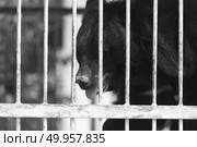 black bear in cage, black and white. Стоковое фото, агентство Ingram Publishing / Фотобанк Лори