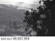 black and white of paddy rice field, Thailand. Стоковое фото, агентство Ingram Publishing / Фотобанк Лори