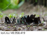 butterfly on ground, nature field. Стоковое фото, агентство Ingram Publishing / Фотобанк Лори