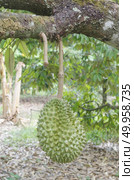 Fresh durian on its tree in the tropical orchard, Thailand. Стоковое фото, агентство Ingram Publishing / Фотобанк Лори