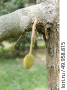 Young durian on its tree in the orchard. Стоковое фото, агентство Ingram Publishing / Фотобанк Лори