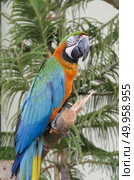 blue-and-yellow macaws (ara ararauna) perched in the jungle. Стоковое фото, агентство Ingram Publishing / Фотобанк Лори