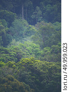 Natural Forest of tropical Trees, Sunbeams through Fog create my. view of tropical forest, Khao Yai National Park, Thailand. view of tropical forest, Khao Yai National Park, Thailand. Стоковое фото, агентство Ingram Publishing / Фотобанк Лори