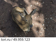 wild deer. Стоковое фото, агентство Ingram Publishing / Фотобанк Лори