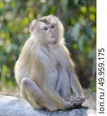 pig tailed macaque. Стоковое фото, агентство Ingram Publishing / Фотобанк Лори