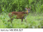 Muntiacus muntjak or fea’s barking deer or so called fea’s muntjac with flowers in background, Khao Yai National Park. Стоковое фото, агентство Ingram Publishing / Фотобанк Лори