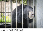 Asiatic black bear(Ursus thibetanus) are in cage for abstract used. Стоковое фото, агентство Ingram Publishing / Фотобанк Лори