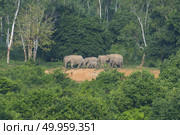 Thai elephant in nature of Kui Buri National Park, Thailand (Soft focus) Стоковое фото, агентство Ingram Publishing / Фотобанк Лори