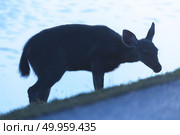 the sambar deer in Khao Yai National Park, Thailand. Стоковое фото, агентство Ingram Publishing / Фотобанк Лори