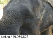 Human hand touching a crying Elephant body. Стоковое фото, агентство Ingram Publishing / Фотобанк Лори