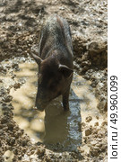 wild pig. Стоковое фото, агентство Ingram Publishing / Фотобанк Лори